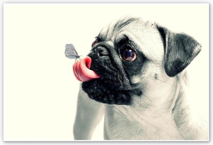 Immagine prodotto Trenddeko Affetto animale (30 x 20 cm)