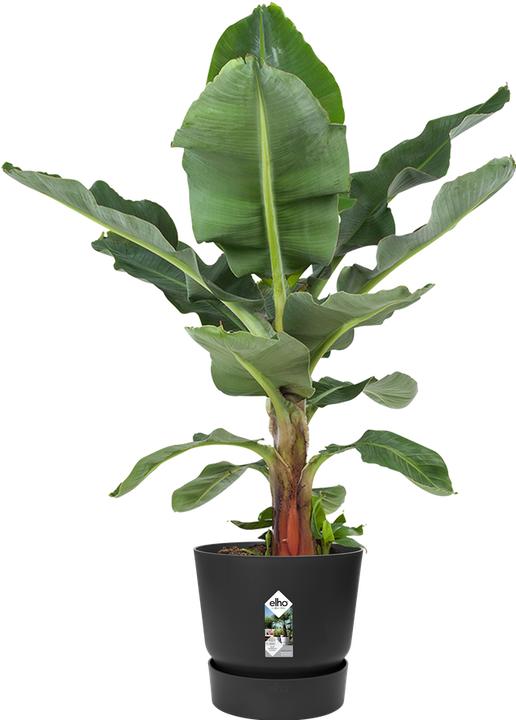 Immagine prodotto Elho vasi di fiori (39 cm)