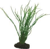 Dohse Sagittaria, 20 cm (Dekoration, Pflanzen)
