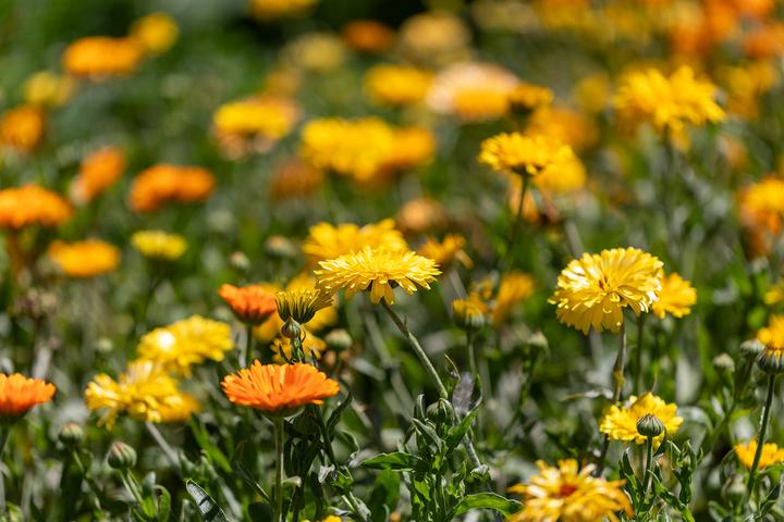 Immagine prodotto Zollinger Bio Ringelblume (Semi di piante)