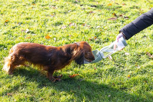 Produktbild Beeztees Trinkflasche (0.60 l)