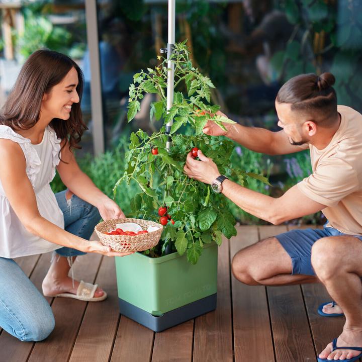 Produktbild Gusta Garden Tom Tomato (34.70 x 27.70 x 135.40 cm)