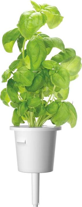 Actual product image Click and Grow Basil (Herb seeds)