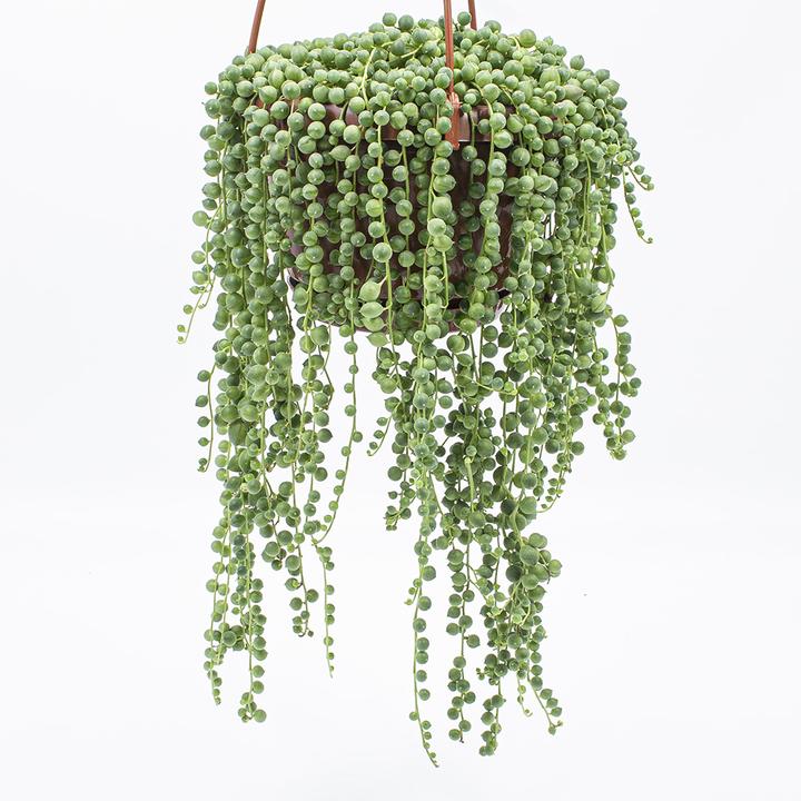 Immagine prodotto Kakteen Gautschi Senecio rowleyanus (40 cm)