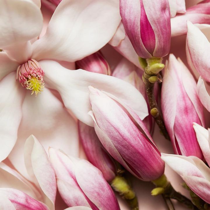 Immagine prodotto Escada Festeggia ora (Eau de parfum, 50 ml)