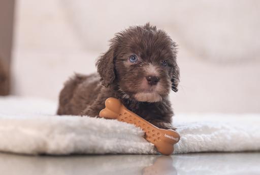 Immagine prodotto Beeztees Manubrio dentale per cuccioli (Giochi per cuccioli)