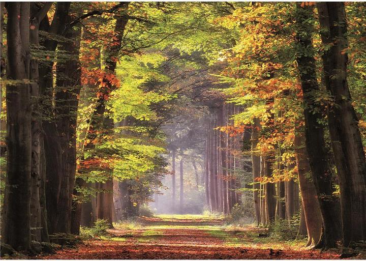 Produktbild Educa Herbstweg durch Wald Puzzle (1000 Teile)