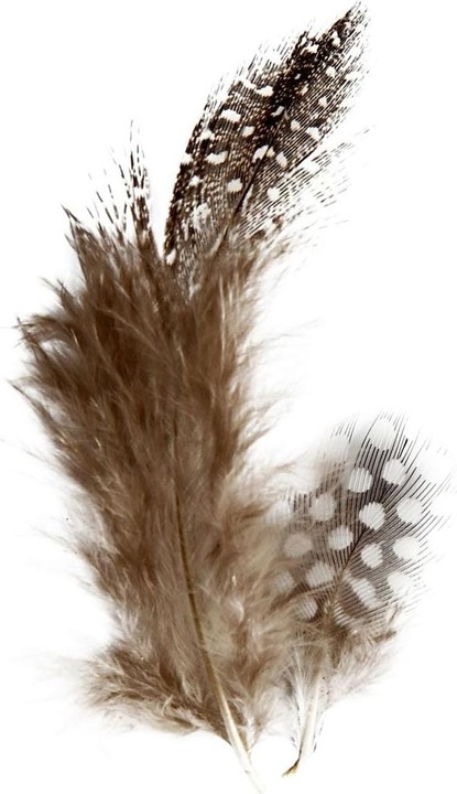 Actual product image Creativ Company Guinea fowl feathers