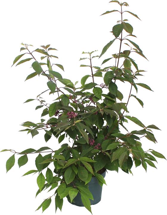 Produktbild Zulauf Schönfrucht / Callicarpa bodinieri 'Profusion' (100 cm)
