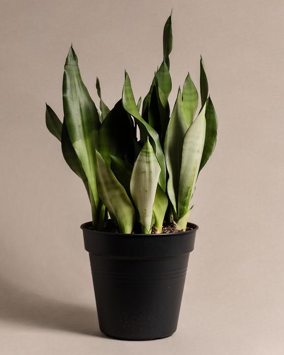 Immagine prodotto feey Grosse Moonshine (55 cm, Appena rinvasata)