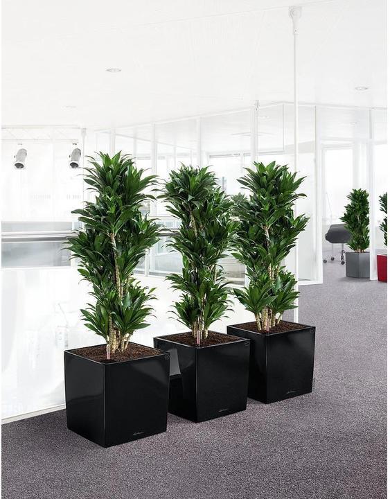 Productafbeelding Lechuza Kubus (39 x 39 x 40 cm)