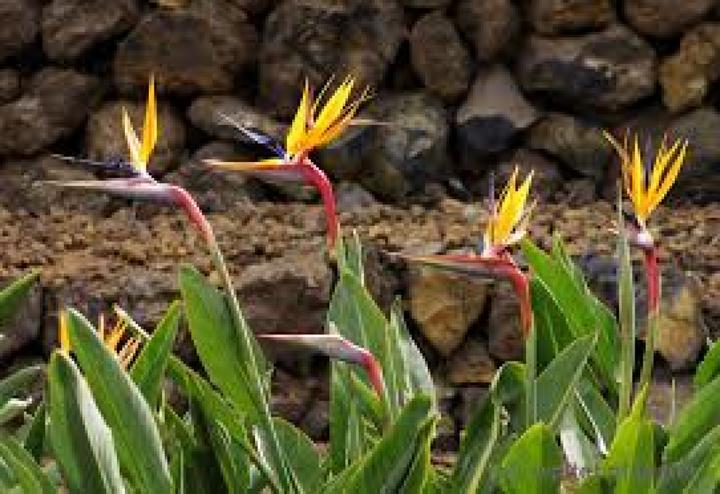 Produktbild Tropica Paradiesvogelblume (Blumensamen)