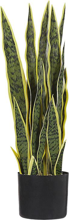 Immagine prodotto Beliani Snake Plant (63 cm)