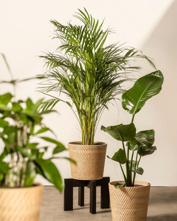 Produktbild feey Strelitzie XL (90 cm, Frisch umgetopft)