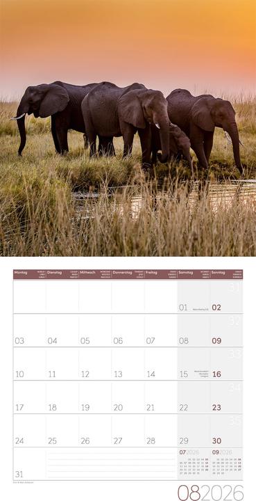 Image du produit Elefanten Kalender 2026 - 30x30 (30 x 30 cm, Couverture rigide, Français, Anglais, Allemand)