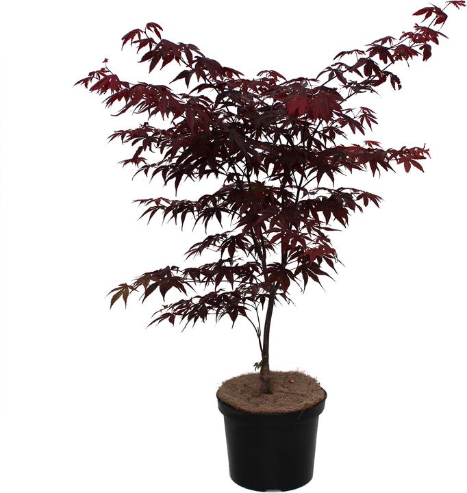 Actual product image Zulauf Japanischer Fächer-Ahorn / Acer palmatum 'Bloodgood' (50 cm)