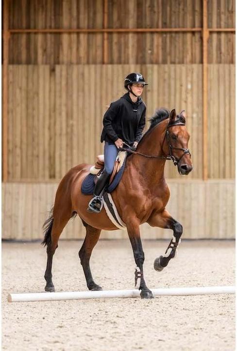 Actual product image Horse Pilot Team (M)