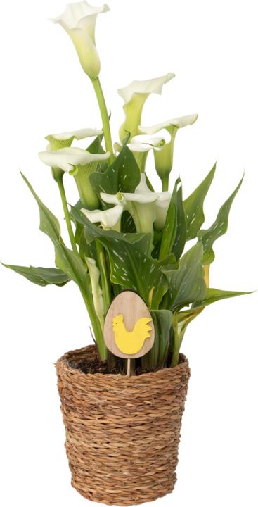 Actual product image Plant in a Box Zantedeschia - Calla (30 cm)