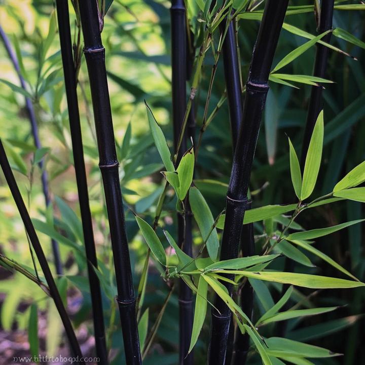 Immagine prodotto Plant in a Box Fargesia nitida 'Black Dragon' - Bambus (25 cm)