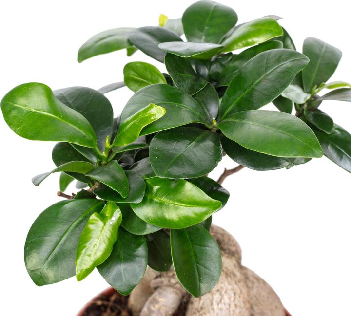 Immagine prodotto Flowerbox Fico cinese - Ficus Ginseng (30 cm)