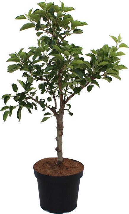 Actual product image Zulauf Dwarf apple (50 cm)