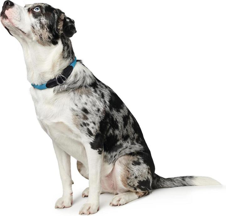 Actual product image Hunter Dressage Collar Freestyle with Stopper (M, L, Dog, General)