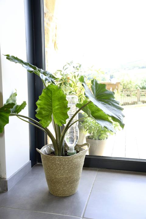 Actual product image Hozelock 100-101-072 Bewässerungskegel (Clay cone)