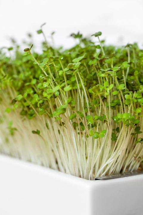 Produktbild Heimgart Senf (Keimlinge)