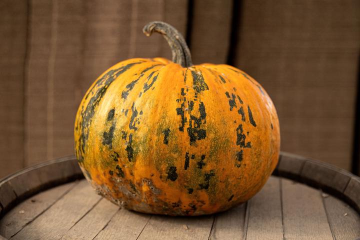 Immagine prodotto Zollinger Bio Zucca, olio di zucca (Germogli)