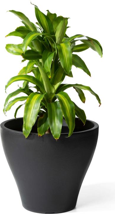 Produktbild Step2 Fernway Pflanzkübel - Onyx Schwarz (50.80 cm)