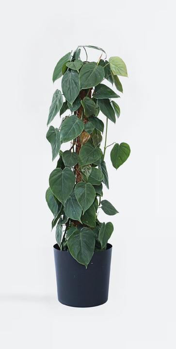Produktbild Plant in a Box Philodendron scandens - Baumfreund (150 cm)