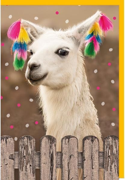 Image du produit Braun + Company Lama (6 pcs)