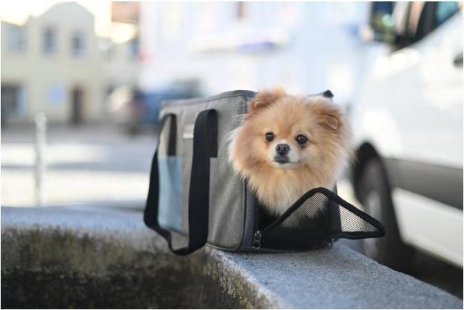 Productafbeelding Kerbl Draagtas vakantie (Hond, Reflectoren, Wasbaar)