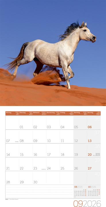 Image du produit Pferde Kalender 2026 - 30x30