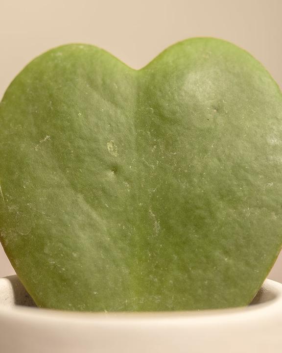 Immagine prodotto feey Starter-Set (30 cm, Appena rinvasata)