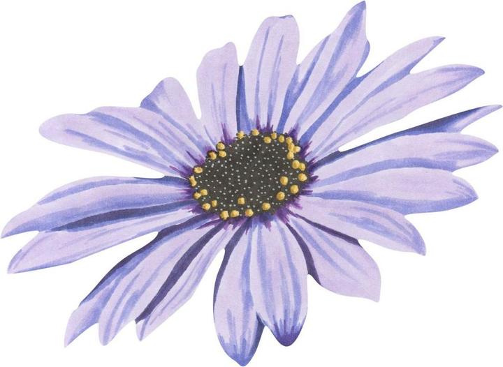 Actual product image Trenddeko Bornholm daisy flower purple Watercolor (35 x 26 cm)