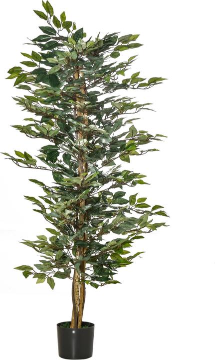 kirschlorbeer hecke wurzeln Kirschlorbeer Genolia 180-200 cm Höhe Ballenware main image 1