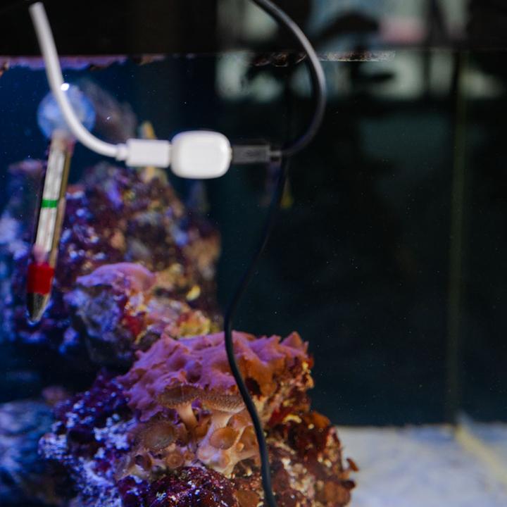 Produktbild Shelly · The Pill · Temperatursensor DS18B20 3,5 mm Jack 1m Kabel