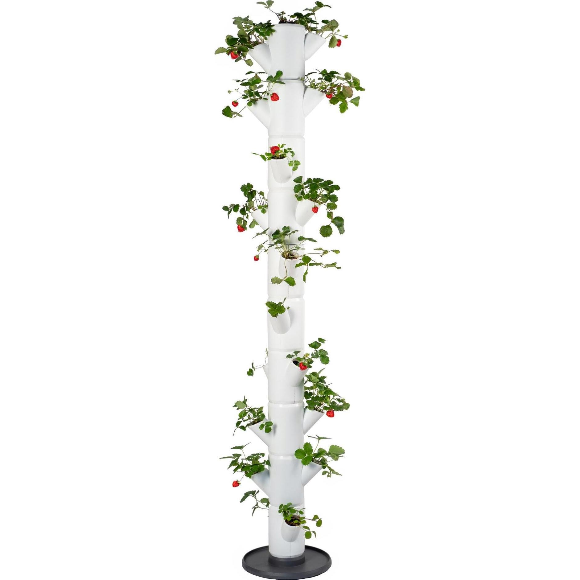 Gusta Garden, Blumentopf, Sissi Strawberry Infinity (27 cm)