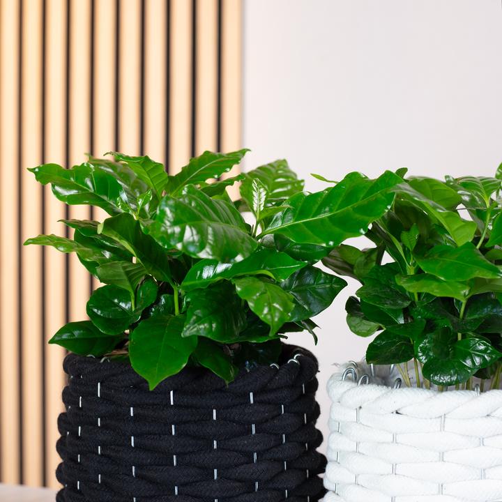 Produktbild Flowerbox 2er-Set Kaffeepflanze - Coffea Arabica (20 cm)