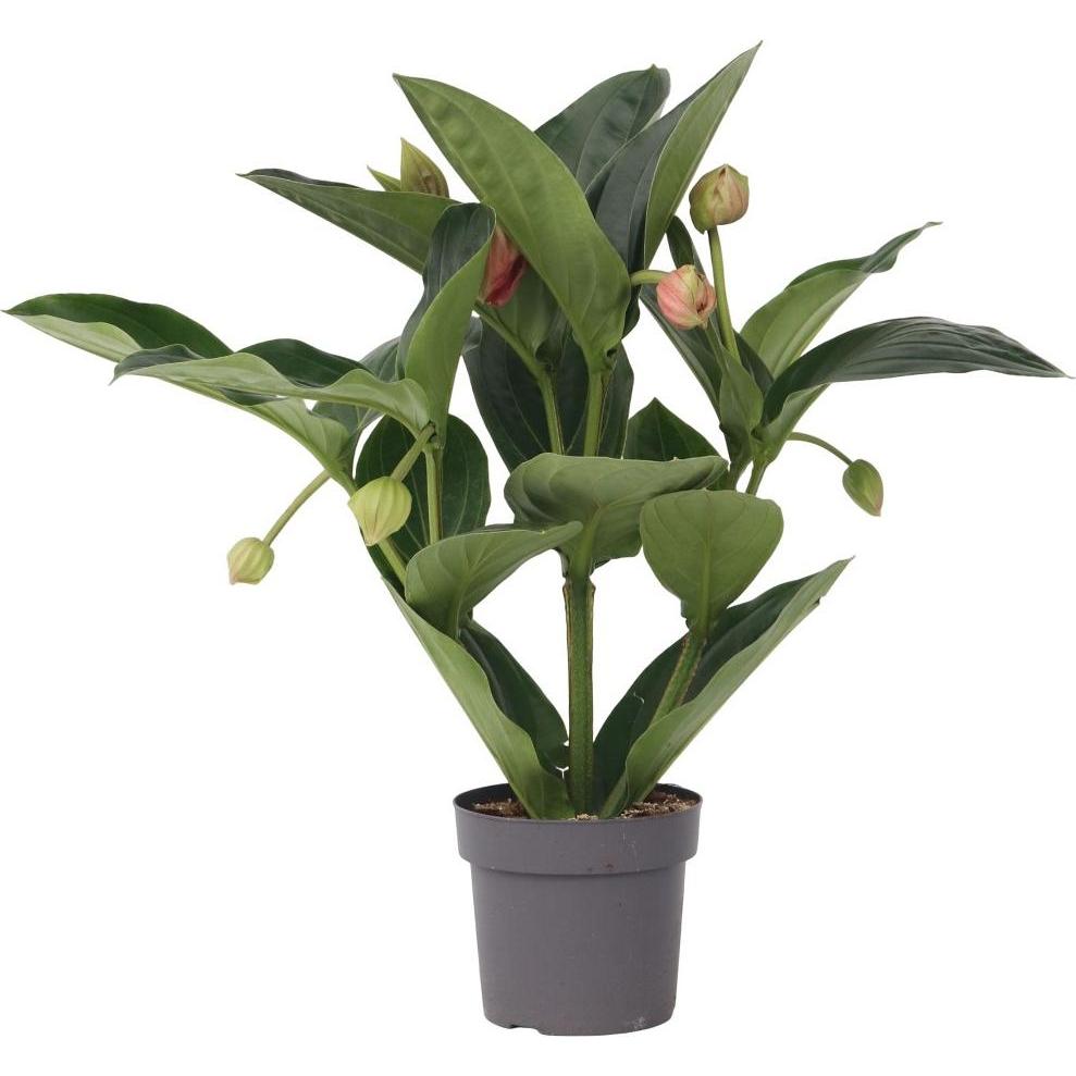 Plant in a Box, Pflanzen, Medinilla magnifica - Rosenmedinilla (55 cm)