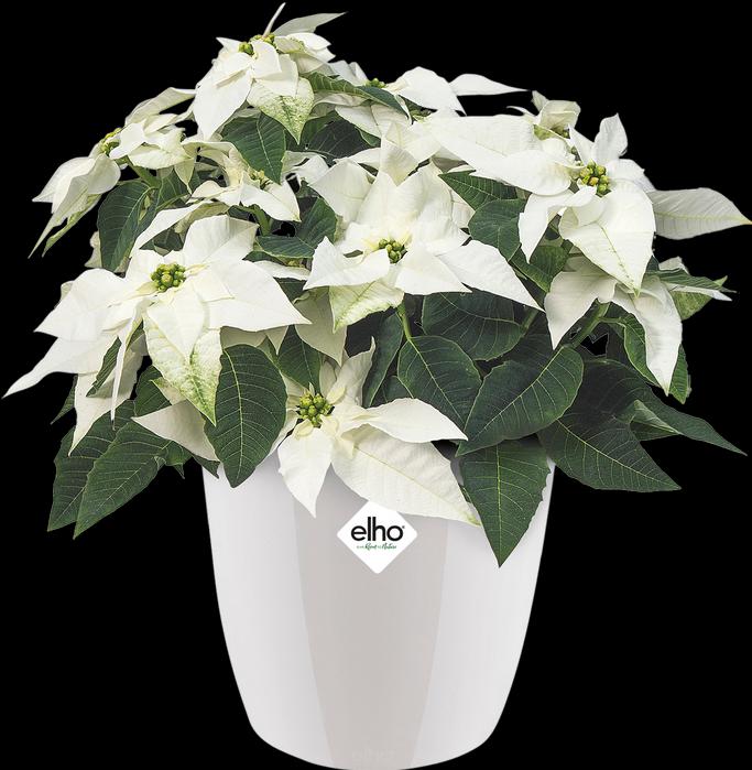 Immagine prodotto Elho Diamante di Bruxelles (14 cm)