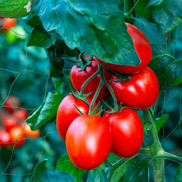 Immagine prodotto Relaxdays 4x reti-traliccio (0.10 cm, 270 cm)