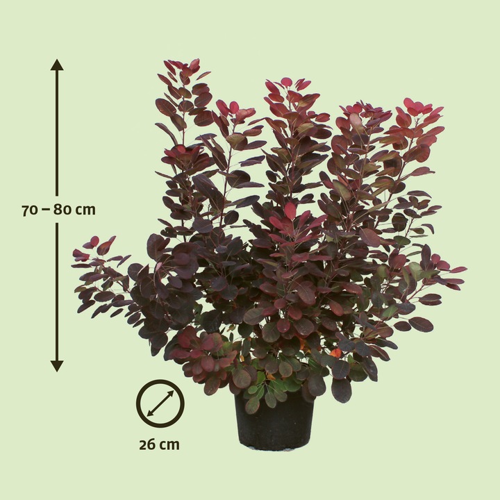 Produktbild Zulauf Perückenstrauch / Cotinus cog. 'Royal Purple' (80 cm)