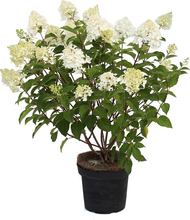 Produktbild Zulauf Rispen-Hortensie / Hydrangea pan. 'Silver Dollar' (40 cm)