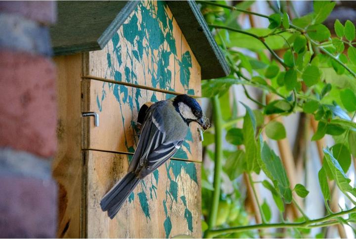 Produktbild Dobar Birke