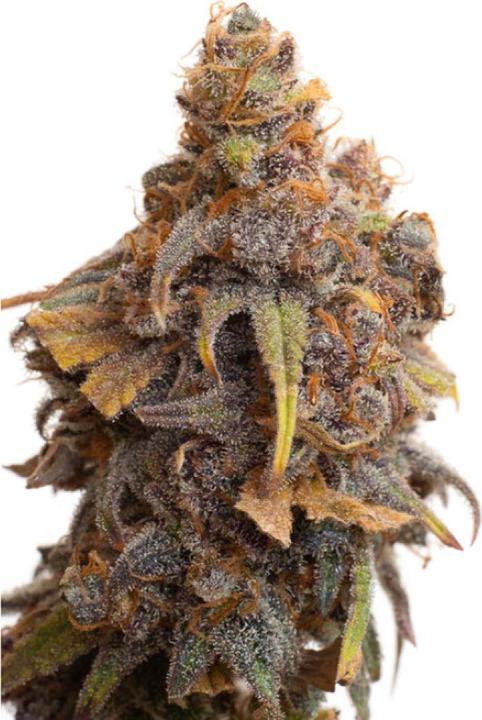 JYM's Strawberry CBD Samen 10 Stk - kaufen bei Galaxus - Galaxus