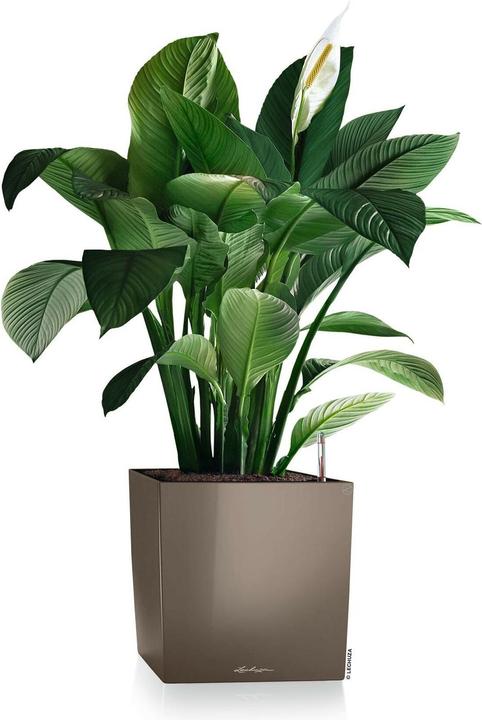 Productafbeelding Lechuza Kubus (39 x 39 x 40 cm)