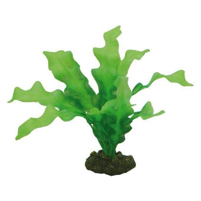 Accessoire pour aquarium Hobby Echinodrus