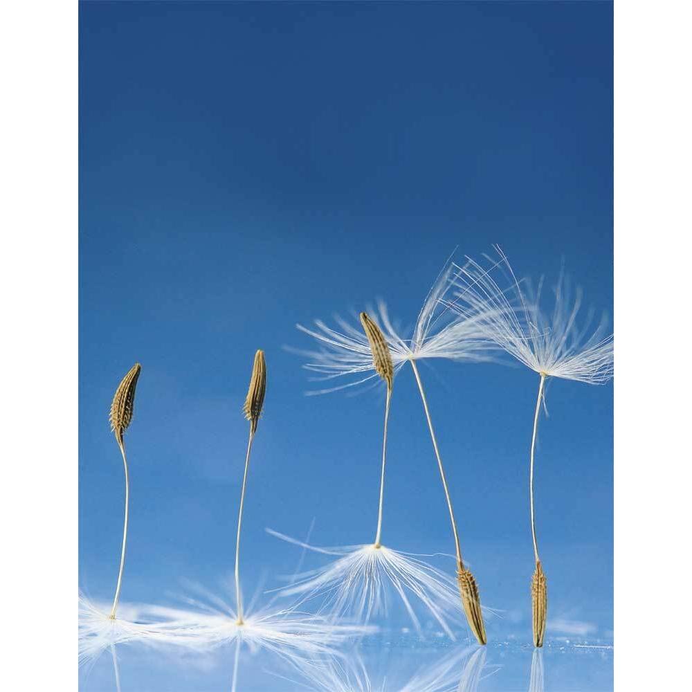 Dandelion, Sachbücher